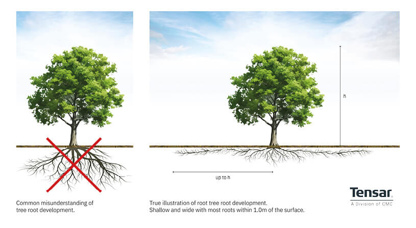 tree-root-graphic-1-(2).jpg tree-root-graphic-1-(2).jpg
